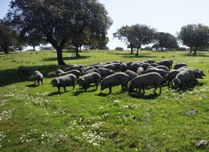 piara iberica