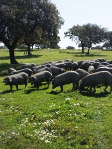 dehesa iberica