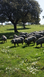 piara iberica