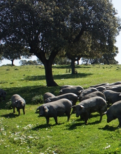 piara iberica