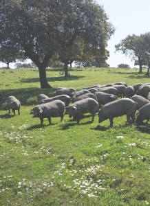 dehesa iberica