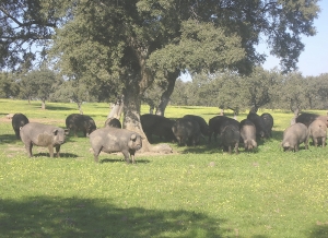 cerdos ibericos
