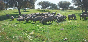 la dehesa iberica