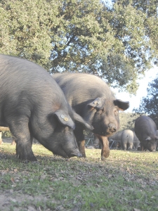 cerdos ibericos comiendo bellotas