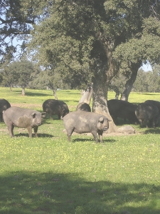 cerdos ibericos