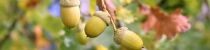 bellotas